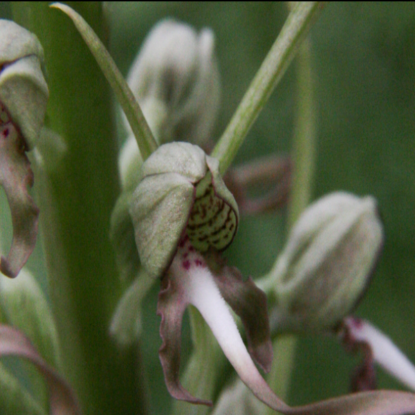 Himantoglossum hyrcinum